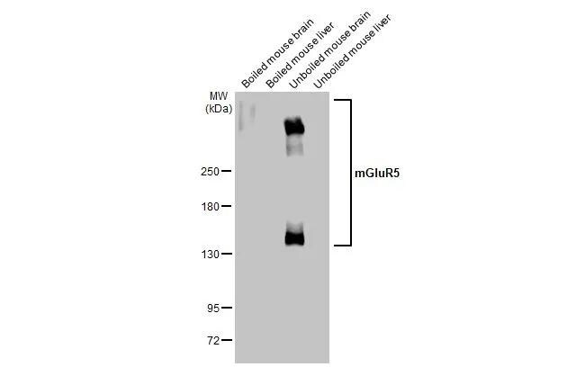 mGluR5 Antibody - BSA Free