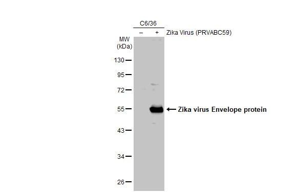 Zika Virus (H/PF/2013) Envelope Antibody - BSA Free
