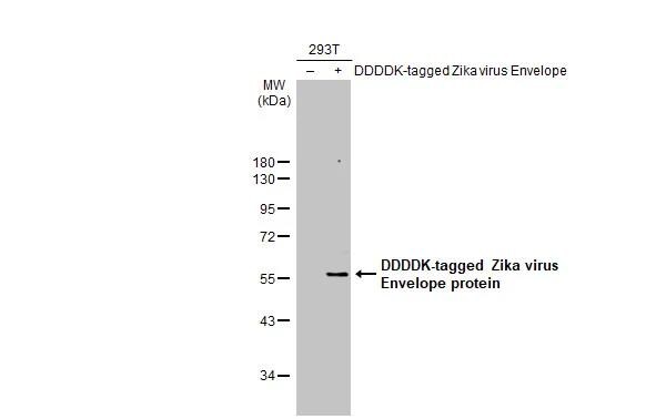 Zika Virus (H/PF/2013) Envelope Antibody - BSA Free