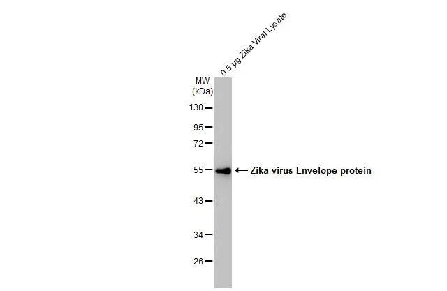 Zika Virus (H/PF/2013) Envelope Antibody - BSA Free