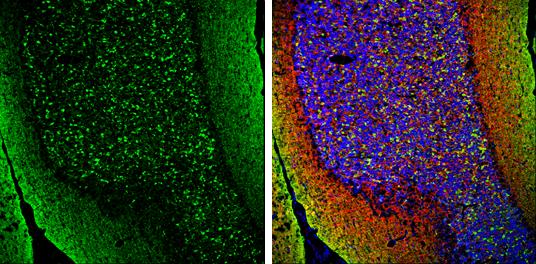 pan-Synuclein Antibody