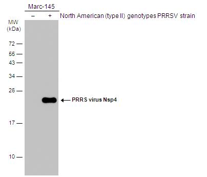 PRRSV nsp4 Antibody - BSA Free