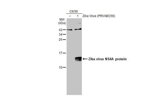 Zika virus NS4A Antibody