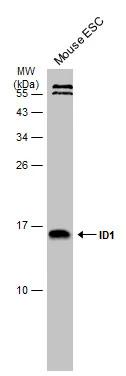 ID1 Antibody - BSA Free