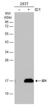 ID1 Antibody - BSA Free