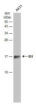 ID1 Antibody - BSA Free