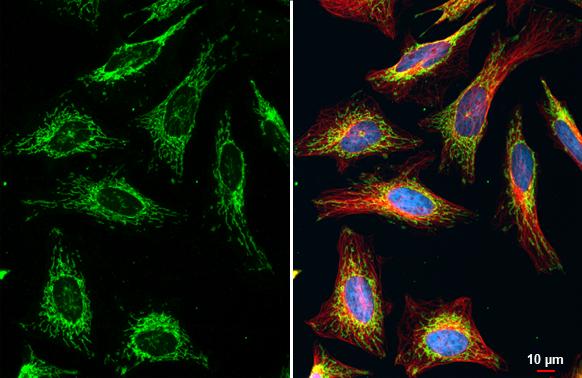 TOMM20 Antibody - BSA Free