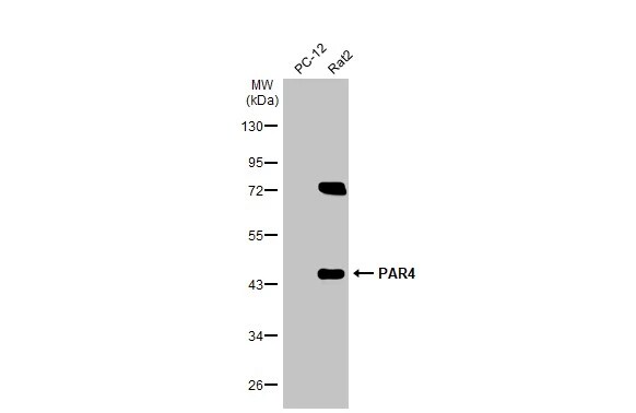 PAWR / PAR4 Antibody