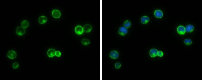 G protein beta 4 Antibody - BSA Free