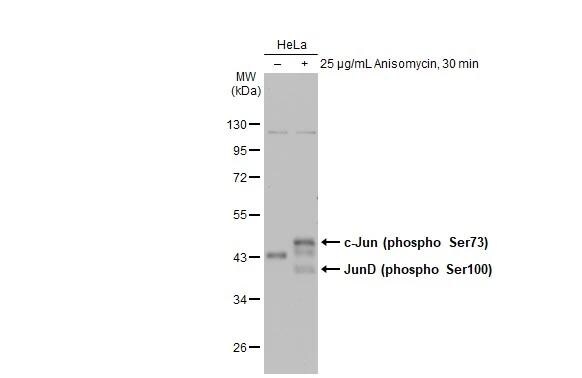 c-jun [p Ser73] Antibody