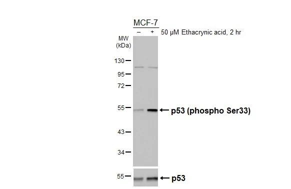p53 [p Ser33] Antibody