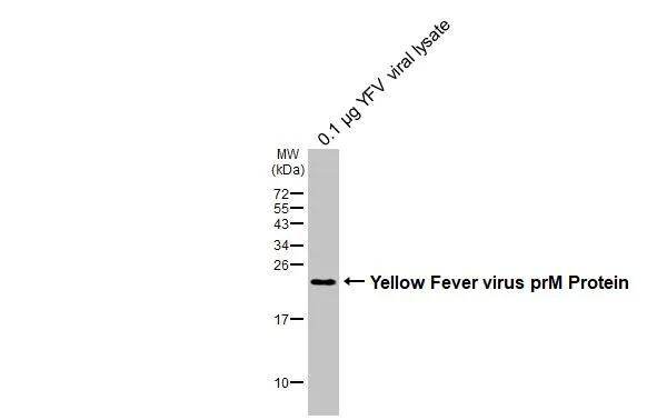 Yellow Fever Virus prM Antibody - BSA Free