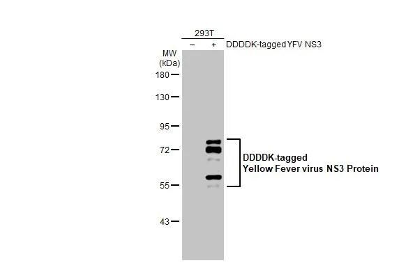 Yellow Fever Virus NS3 Antibody - BSA Free