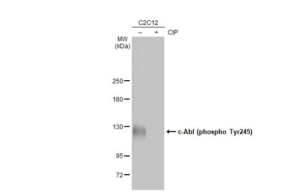 c-Abl [p Tyr245] Antibody