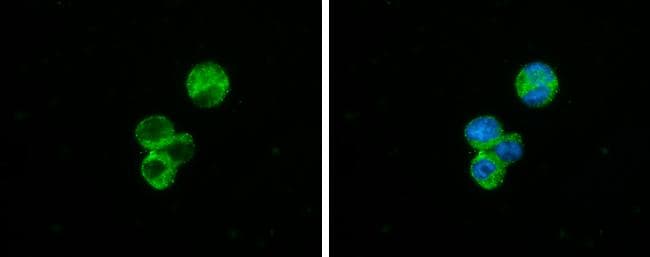 Complement Component C1qA Antibody - BSA Free