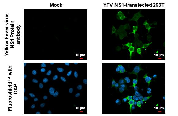 Yellow Fever Virus NS1 Antibody - BSA Free