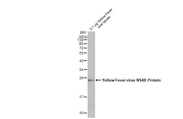 Yellow Fever Virus NS4B Antibody