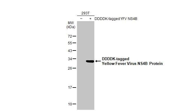 Yellow Fever Virus NS4B Antibody - BSA Free