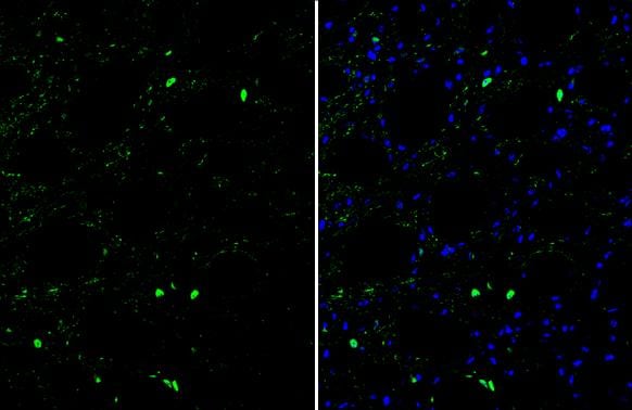 OCT6 Antibody - BSA Free