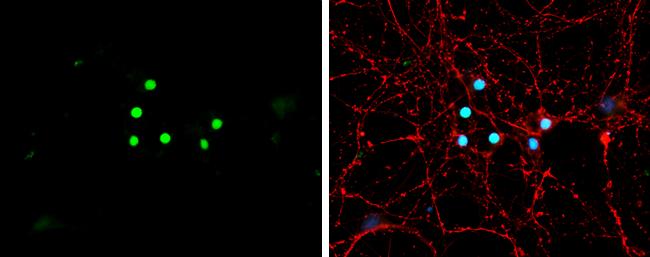 NeuroD1 Antibody - BSA Free