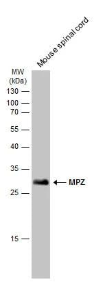 Myelin Protein Zero Antibody - BSA Free