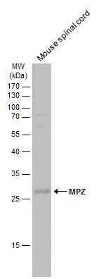 Myelin Protein Zero Antibody - BSA Free