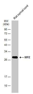 Myelin Protein Zero Antibody - BSA Free