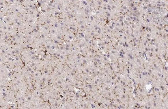 TMEM119 Antibody - BSA Free