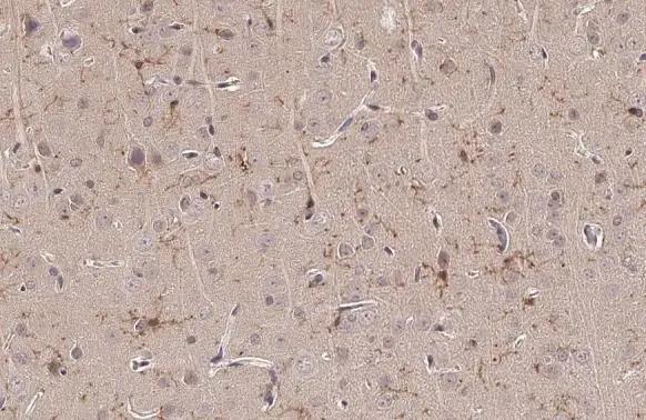 TMEM119 Antibody - BSA Free