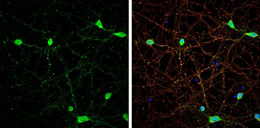 VGluT3 Antibody - BSA Free