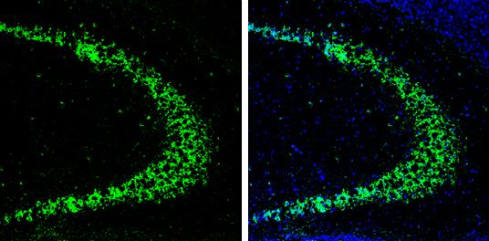 HuC Antibody - BSA Free