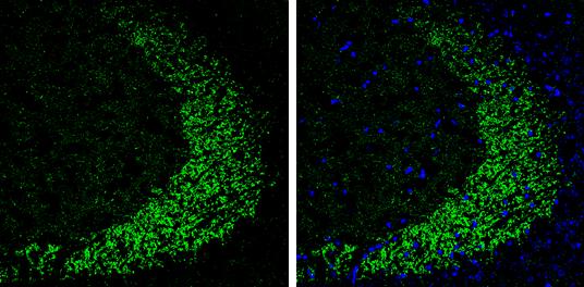 ELAVL4 Antibody - BSA Free