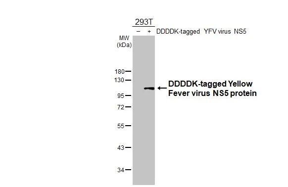 Yellow Fever Virus NS5 Antibody