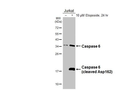 Caspase-6 Antibody - (cleaved) - BSA Free