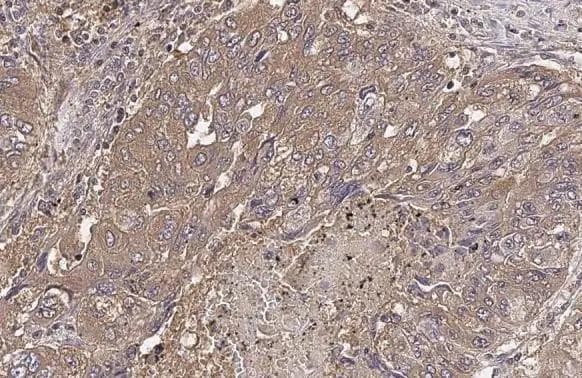 DSPP Antibody - BSA Free