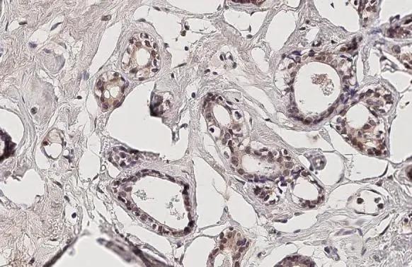 DSPP Antibody - BSA Free