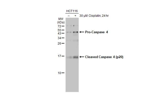 Caspase-4 Antibody - BSA Free