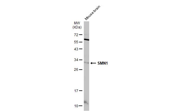 SMN Antibody