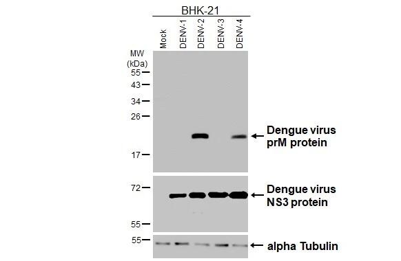 Dengue Virus 2 premembrane (prM) Envelope Antibody - BSA Free