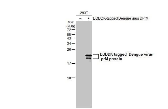 Dengue Virus 2 premembrane (prM) Envelope Antibody - BSA Free