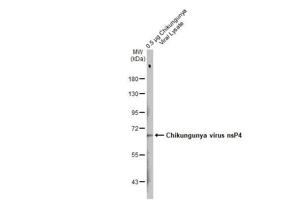 Chikungunya Virus nsp4 Antibody - BSA Free