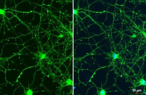 Synapsin II Antibody - BSA Free