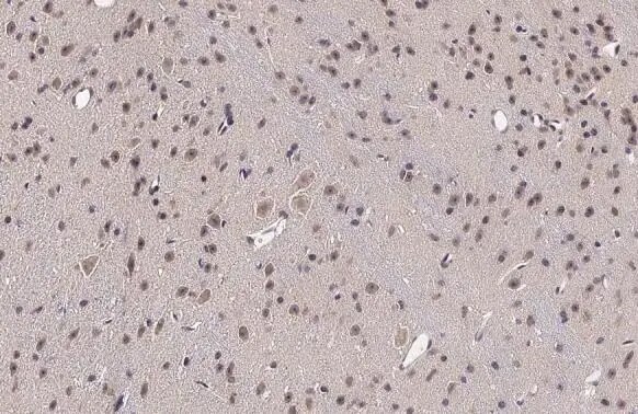 RRAGA Antibody