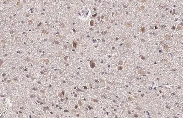 RRAGA Antibody