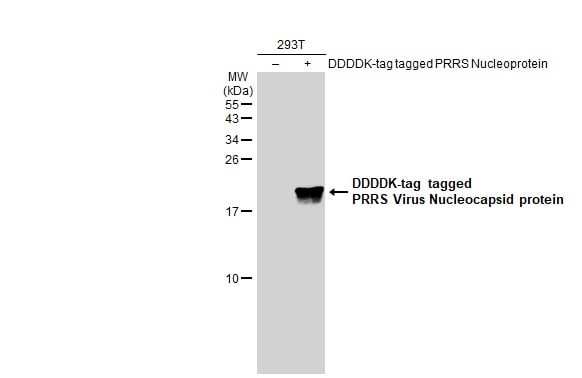 PRRSV Nucleocapsid Antibody