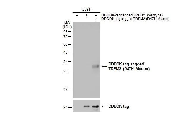 TREM2 Antibody - R47H Mutant