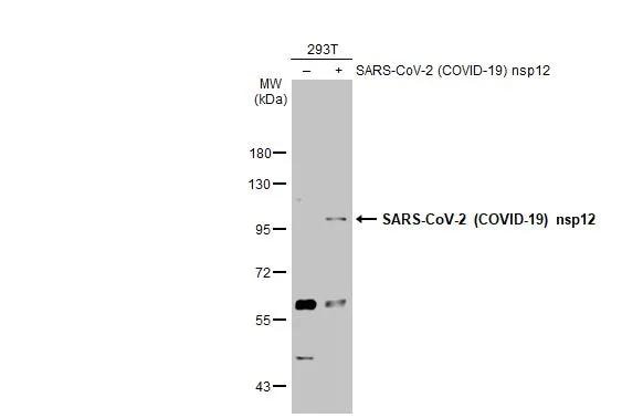 SARS-CoV-2 nsp12 Antibody - BSA Free