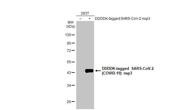 SARS-CoV-2 nsp3 Antibody - BSA Free