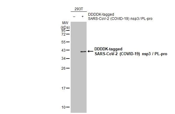 SARS-CoV-2 nsp3 Antibody