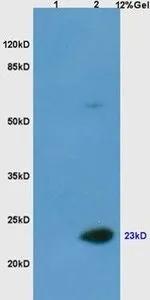 Casein Antibody - BSA Free
